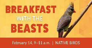 Breakfast with the Beasts: Native Birds